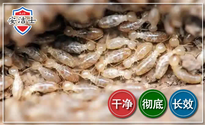 庆元白蚁防治