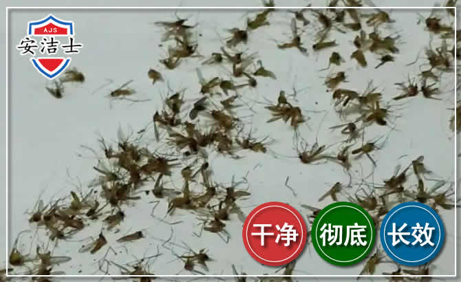 庆元苍蝇防治-灭蝇
