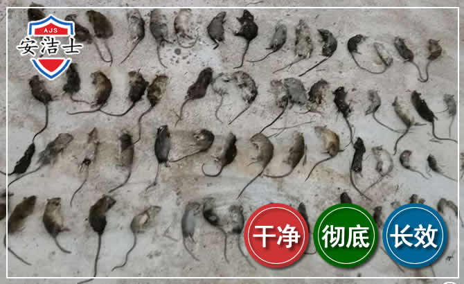 庆元鼠害防治-灭鼠