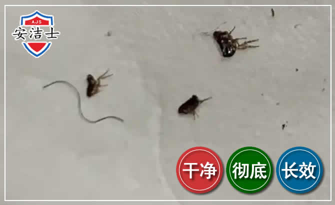 庆元跳蚤防治-灭跳蚤